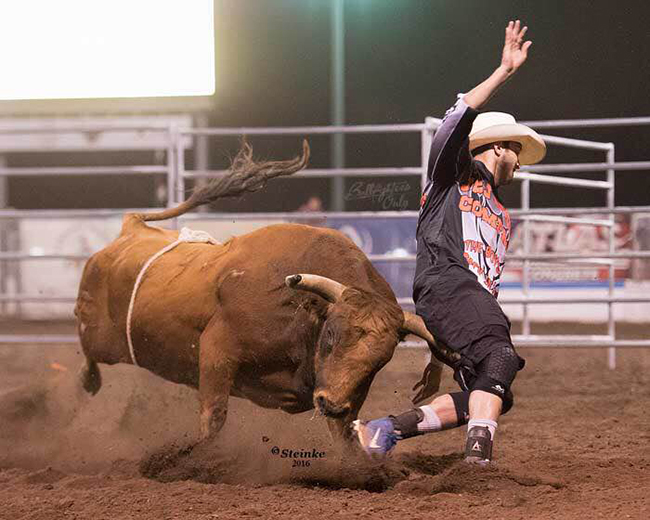 Spitfire of 12x and Costa Fighting Bulls will be one of the great animal athletes in the mix at the Bullfighters Only Las Vegas Championship. (KIRT STEINKE PHOTO)