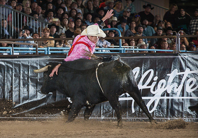 Daryl Thiessen makes a move on his bull during Saturday's Bullfighters Only qualifier event at the Las Vegas Convention Center. (TODD BREWER PHOTO)