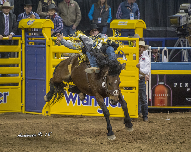 Tanner Aus rides Cervi Rodeo's Control Freak for 85.5 points to win the opening round at the Wrangler National Finals Rodeo. (RIC ANDERSEN PHOTO)