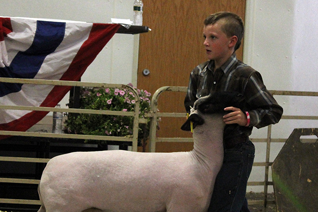 The livestock shows at the Lea County Fair and Rodeo are a vital part of the annual expo. 